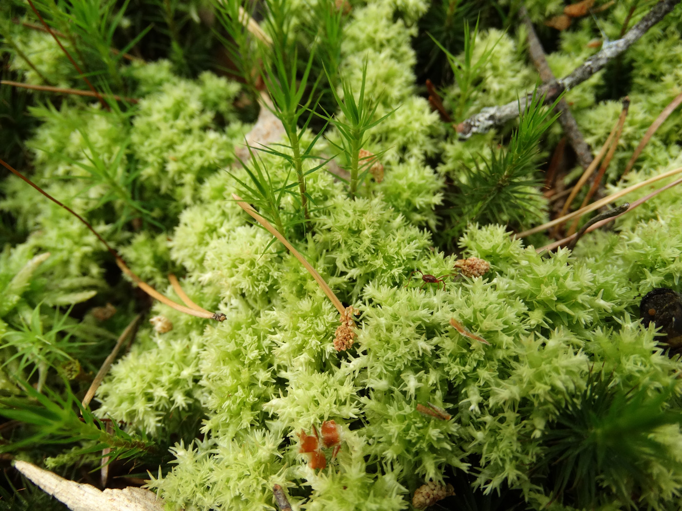 Изображение особи Sphagnum squarrosum.