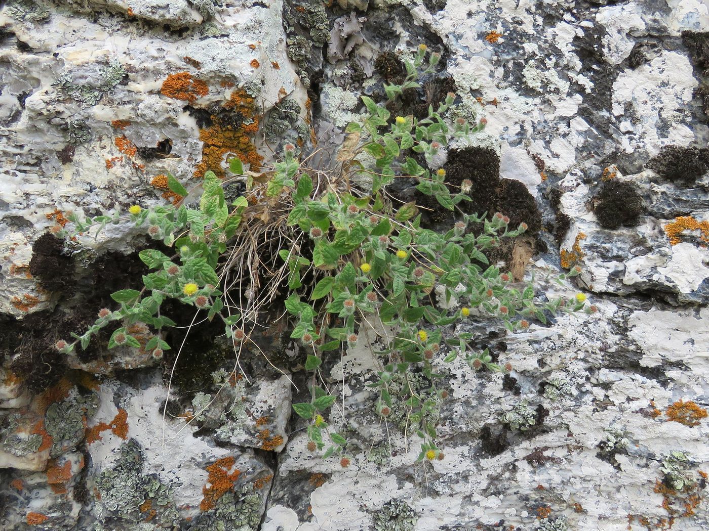 Image of Pentanema albertoregelia specimen.