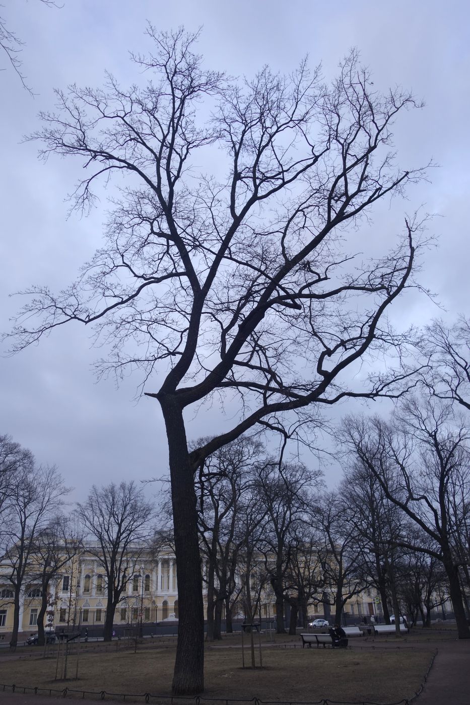 Изображение особи Quercus robur.