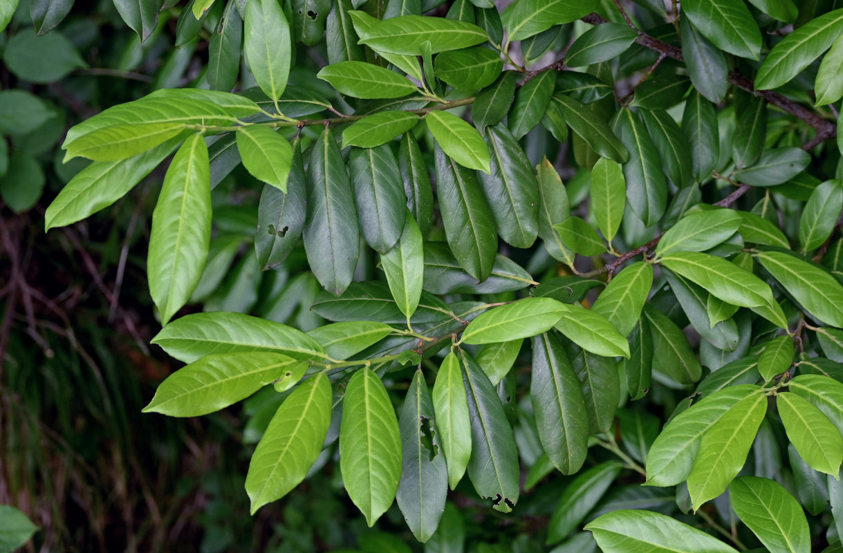 Image of Lauro-cerasus officinalis specimen.