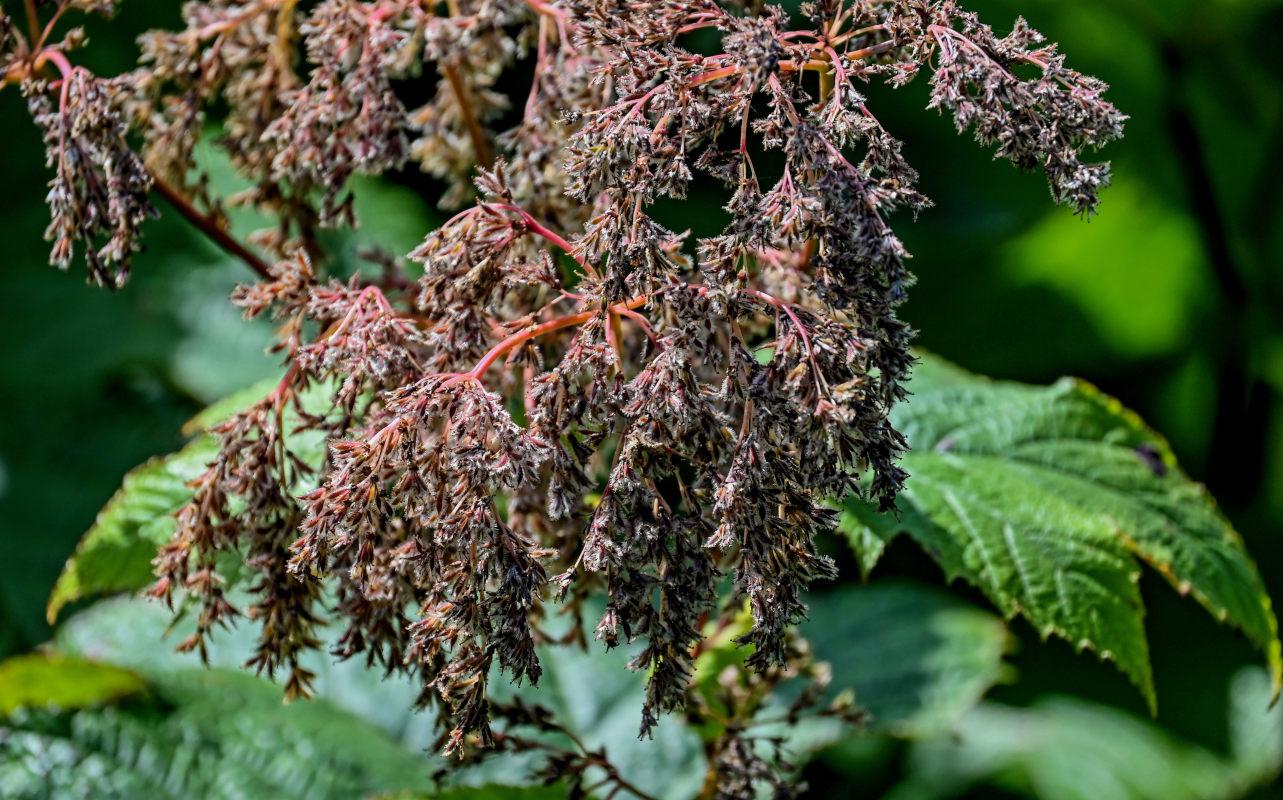 Image of Filipendula camtschatica specimen.