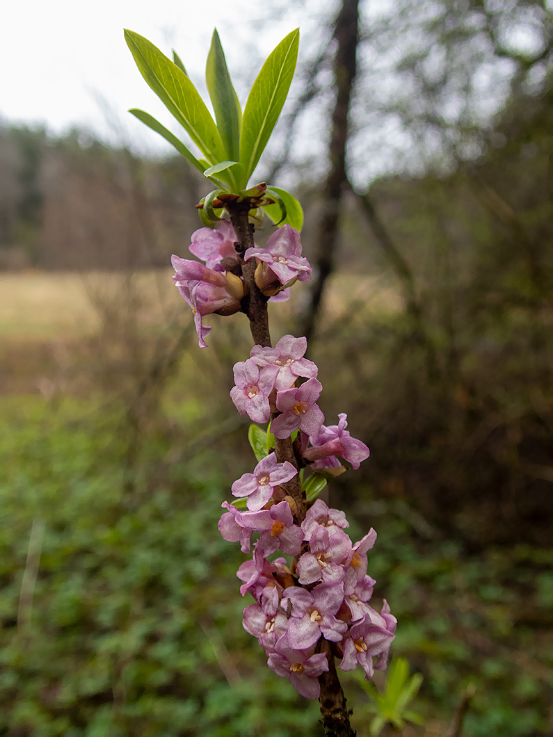 Изображение особи Daphne mezereum.