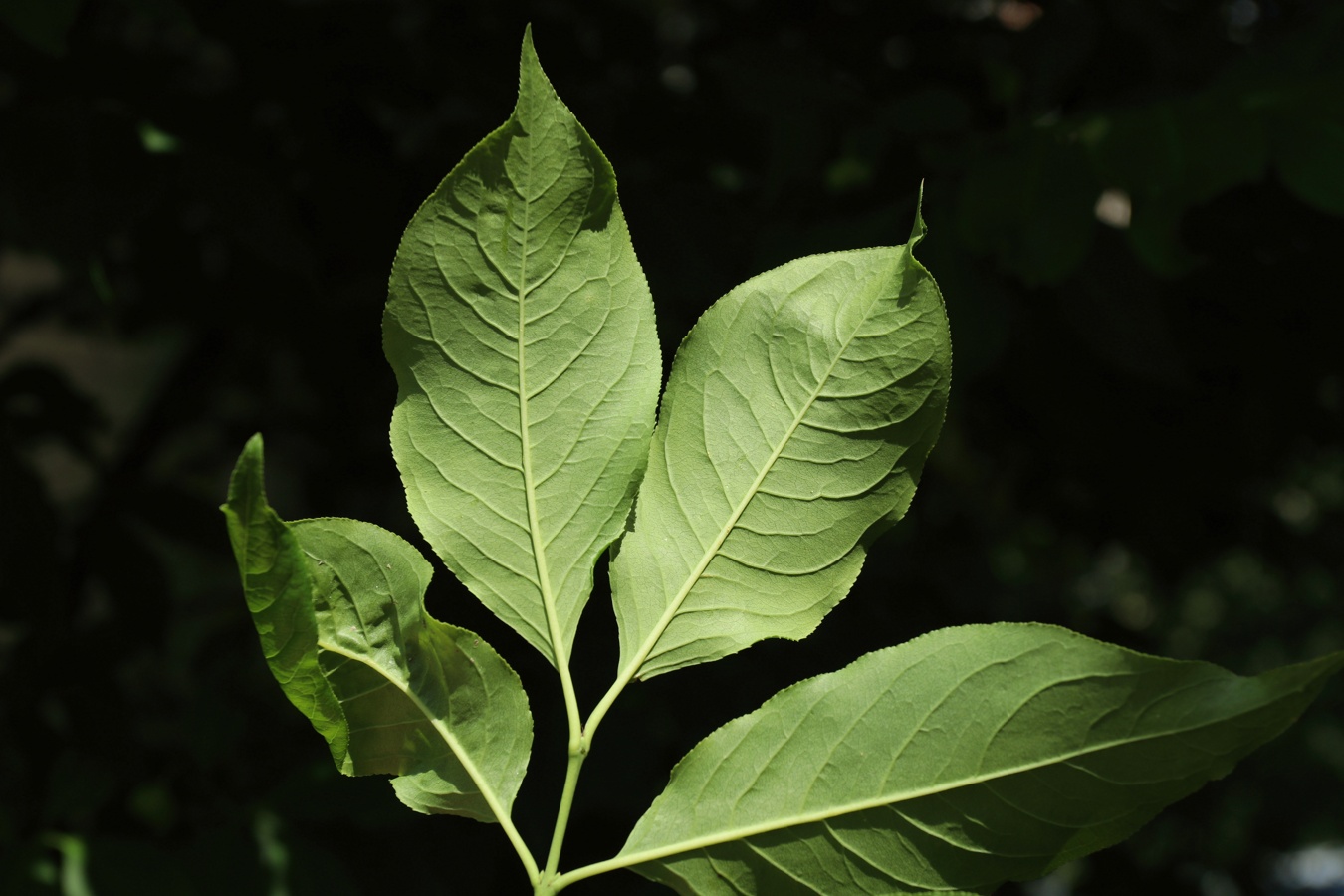 Image of Euonymus europaeus specimen.