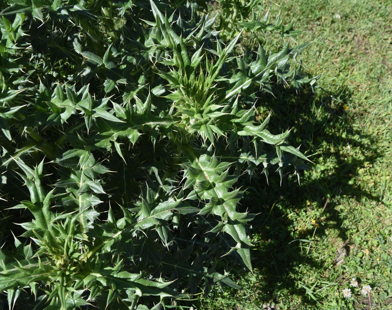 Image of genus Cirsium specimen.