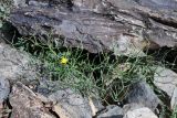 Youngia tenuifolia. Зацветающее растение (слева внизу - Psammophiliella floribunda). Таджикистан, Горно-Бадахшанская автономная обл., Рушанский р-н, хр. Музкол, Сарезское оз., Усойский завал, скопление мелкозёма среди крупноглыбового обломочного материала. 27 июня 2024 г.