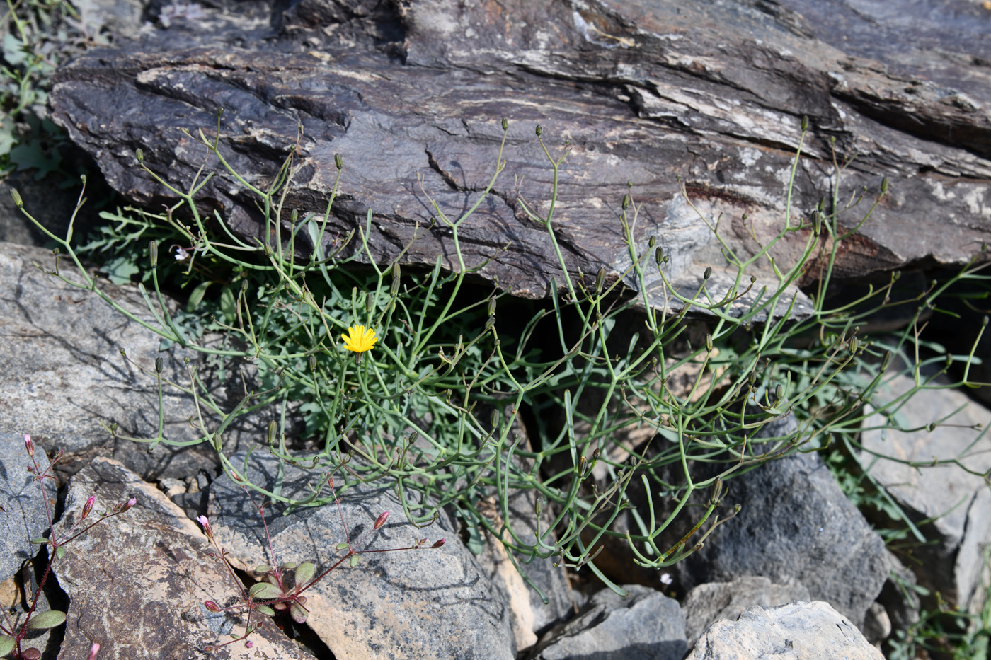 Изображение особи Youngia tenuifolia.