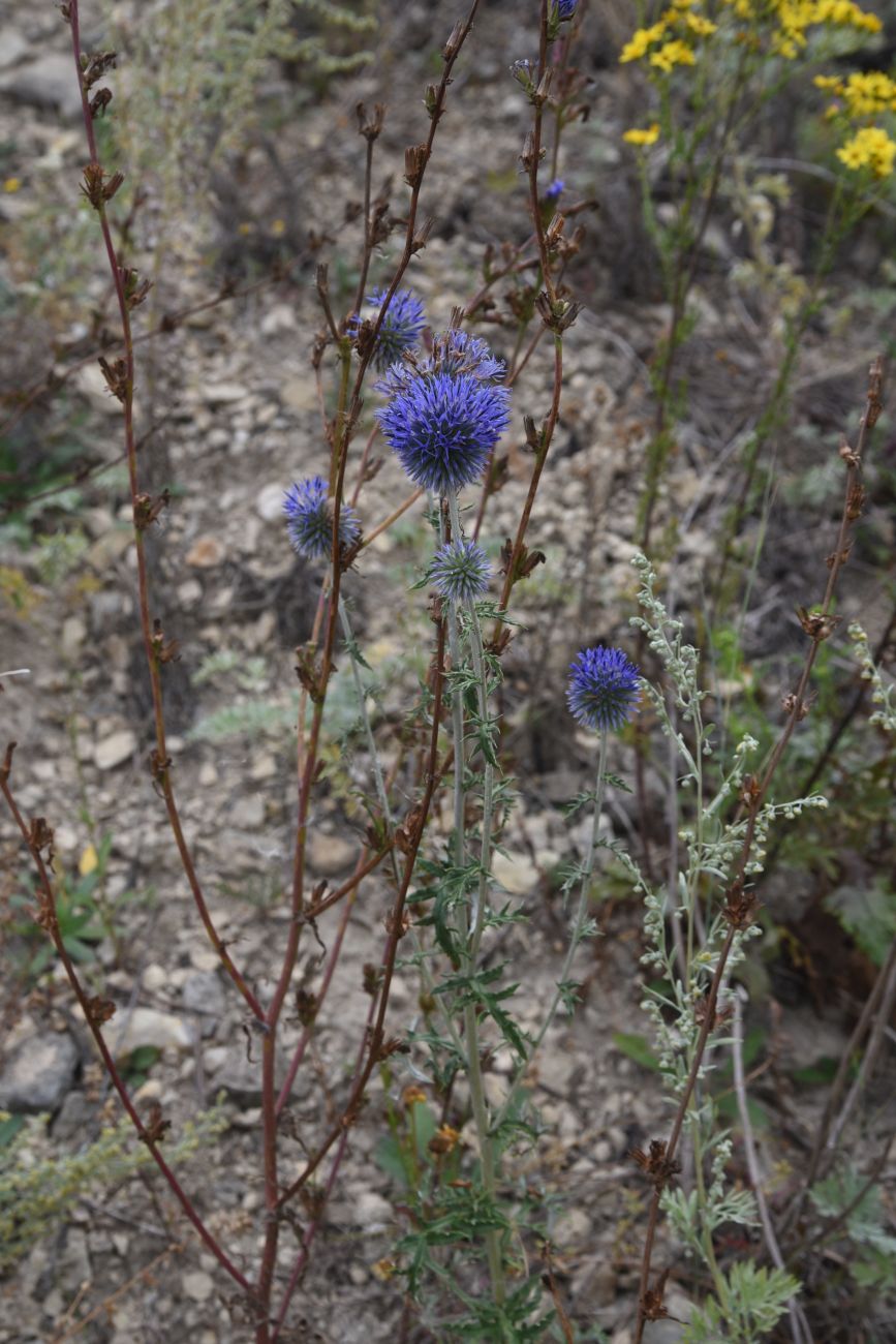 Изображение особи Echinops ritro.