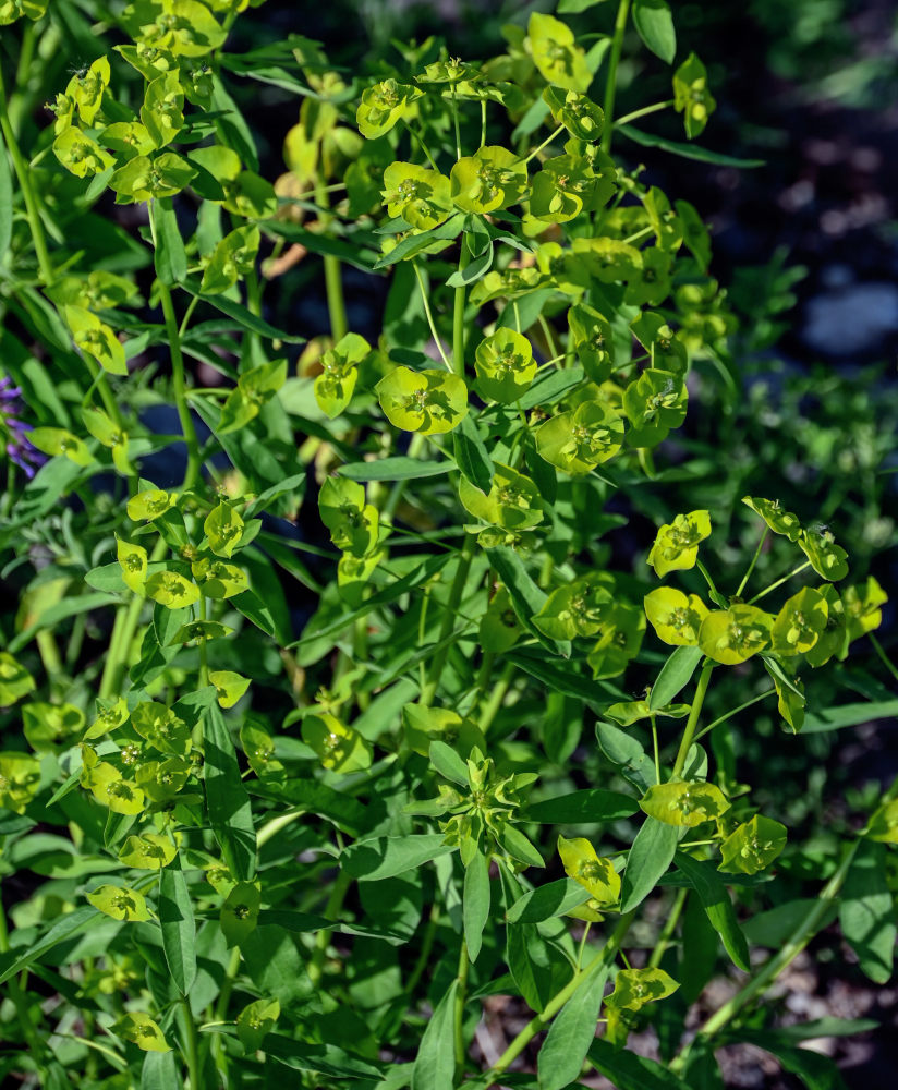 Изображение особи Euphorbia borealis.