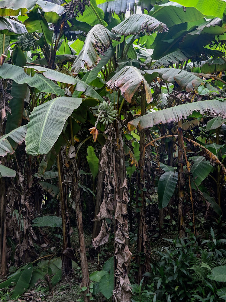 Image of Musa acuminata specimen.