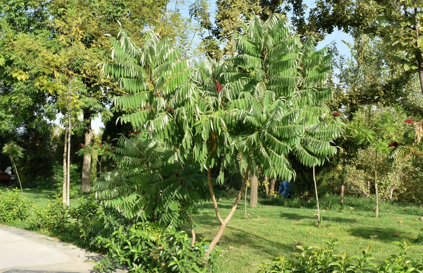 Image of Rhus glabra specimen.