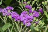 Vernonia gigantea