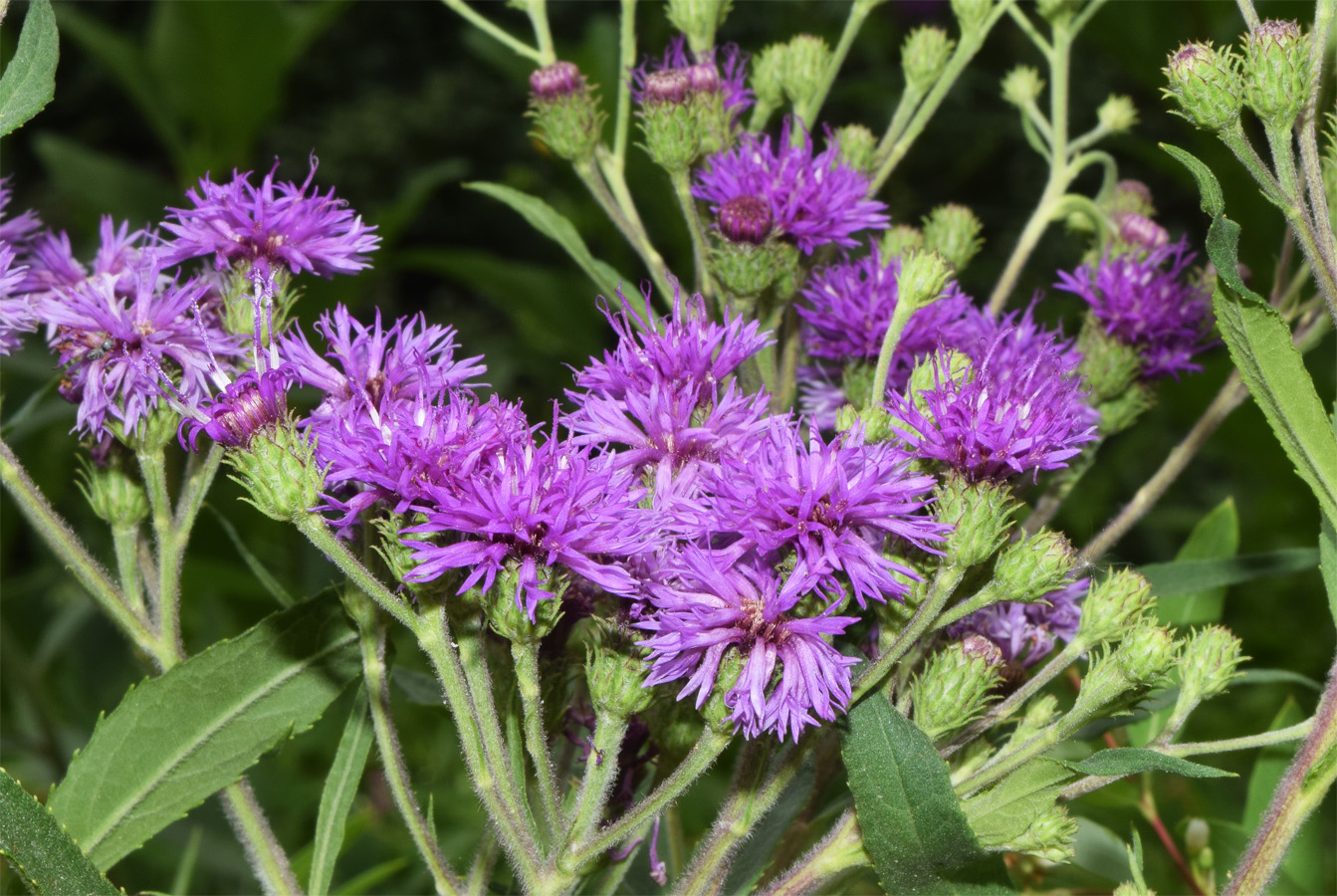 Изображение особи Vernonia gigantea.