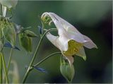 Aquilegia vulgaris. Верхушки побегов с распускающимся цветком и бутонами (гипохромная форма). Московская обл., Раменский р-н, окр. дер. Хрипань, садовый участок. 04.06.2024.