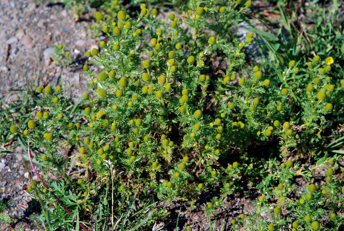 Изображение особи Matricaria discoidea.