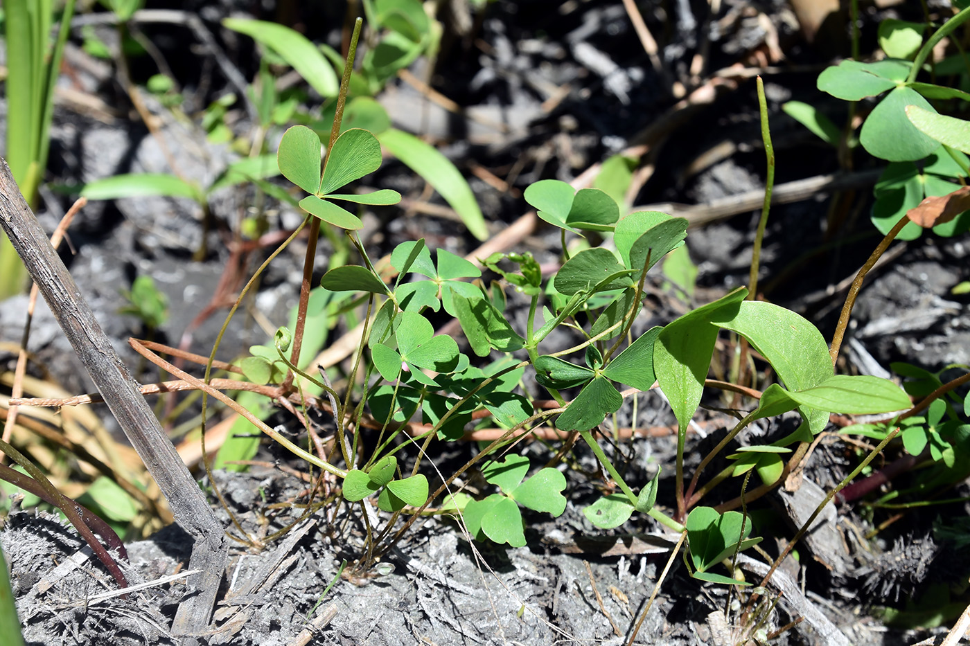 Изображение особи Marsilea aegyptiaca.