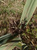 Phragmites australis. Верхушка побега с соцветием. Хабаровский край, окр. г. Комсомольск-на-Амуре, обочина грунтовой дороги. 21.09.2024.