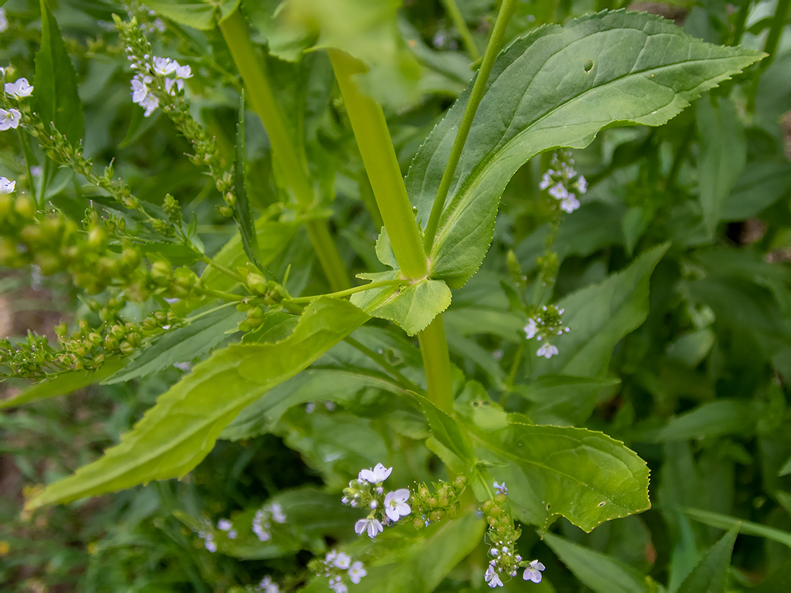 Image of Veronica anagallis-aquatica specimen.