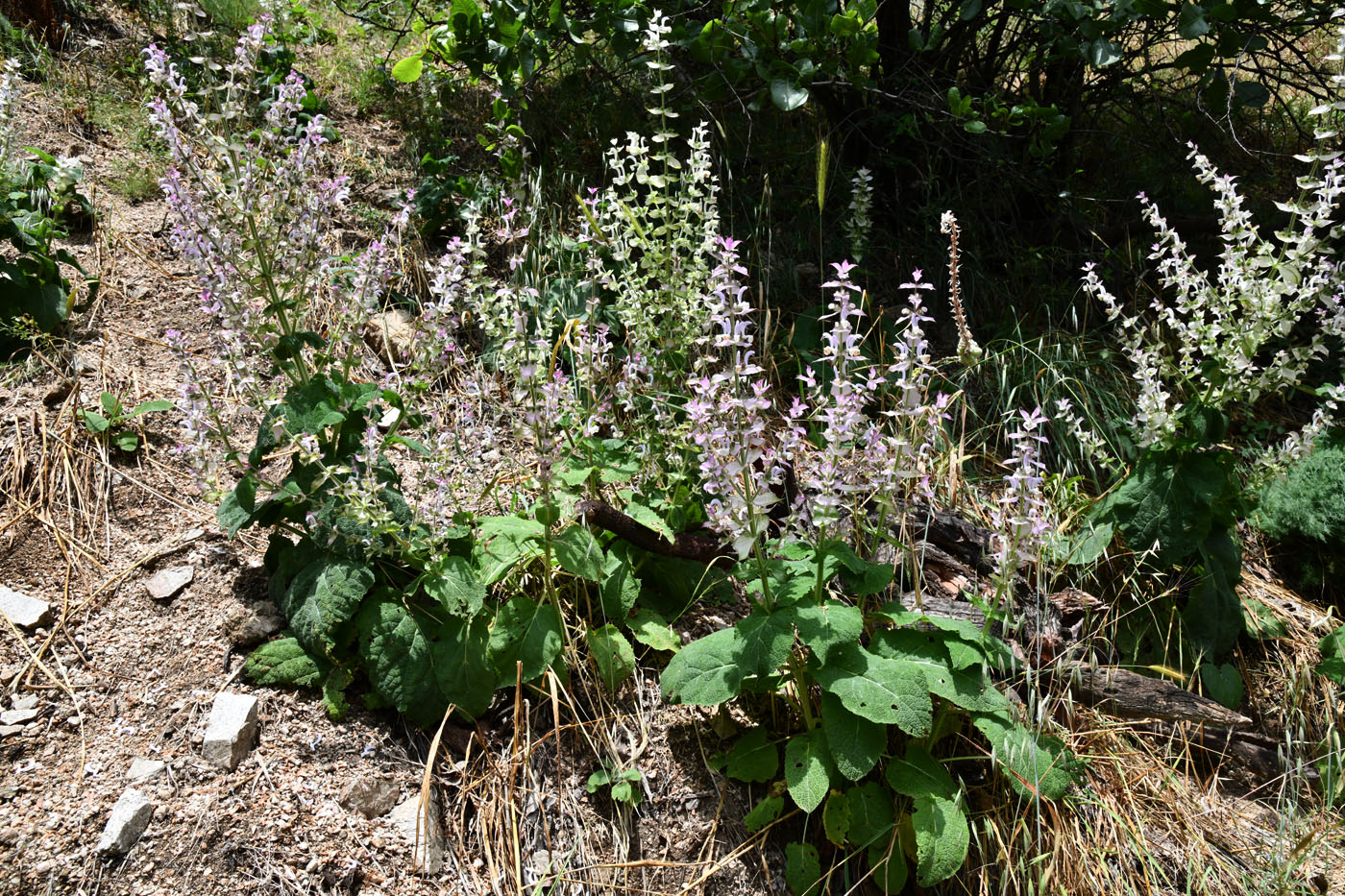 Image of Salvia sclarea specimen.