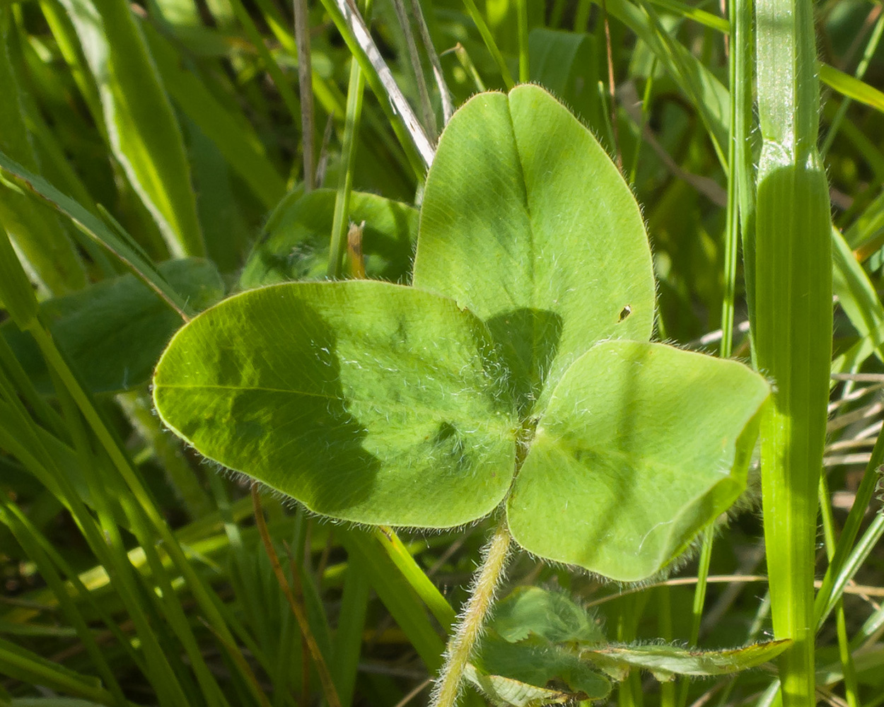 Изображение особи Trifolium canescens.