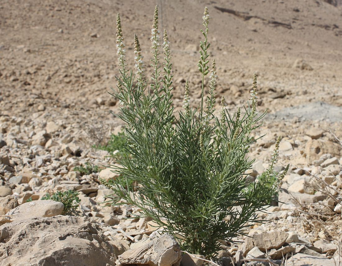 Изображение особи Reseda stenostachya.