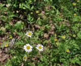 Pyrethrum parthenifolium