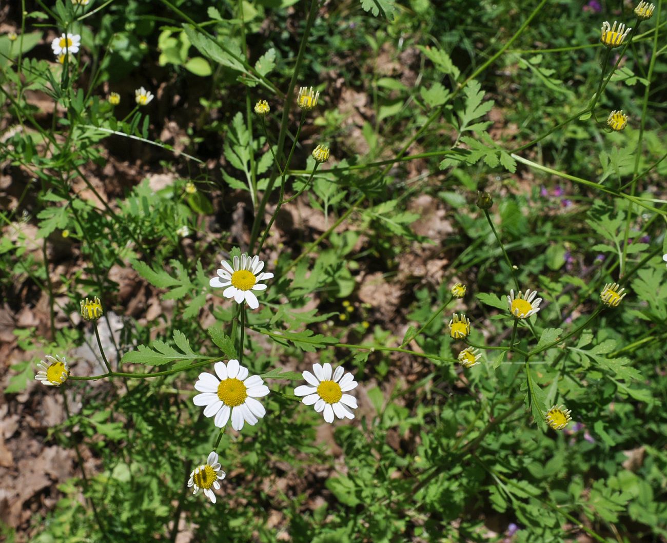 Image of genus Pyrethrum specimen.