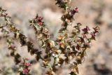 семейство Chenopodiaceae. Часть веточки с плодами. Казахстан, Алматинская обл., нац. парк \"Чарын\", пестроцветный сухой щебнистый сай. 11 октября 2024 г.