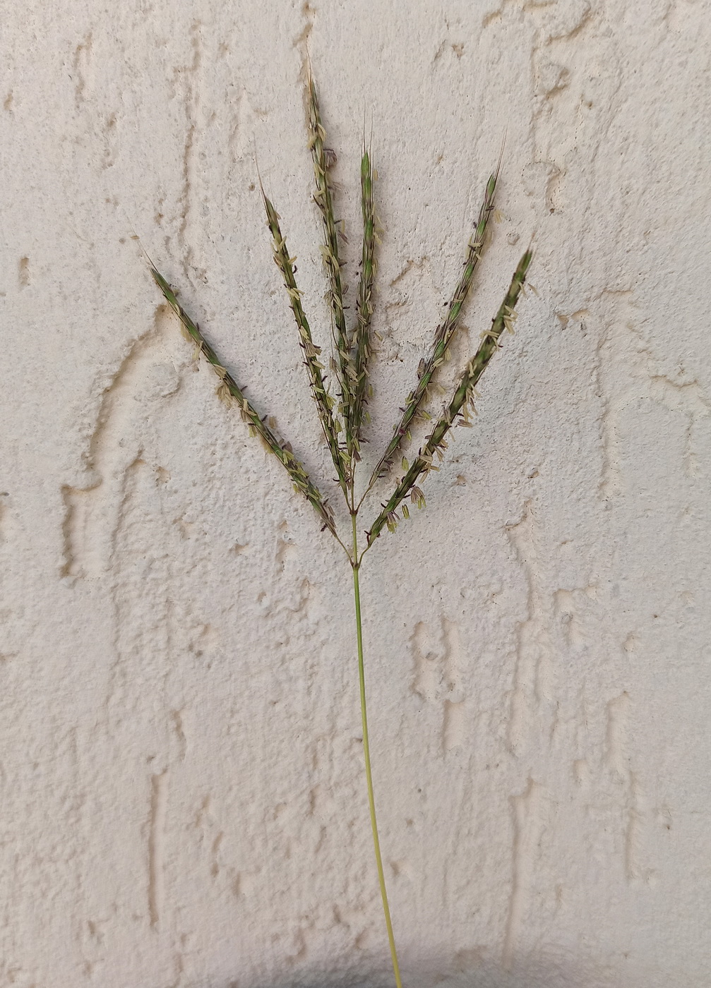Image of Bothriochloa ischaemum specimen.