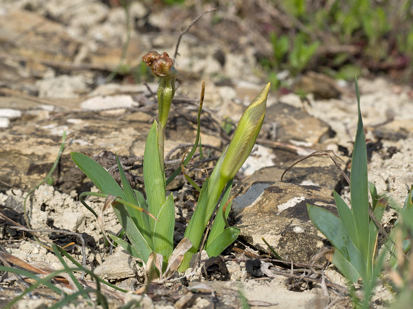 Изображение особи Iris pumila.