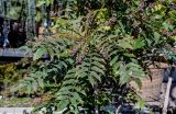 View full-size image Mahonia bealei