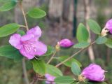 View full-size image Rhododendron ledebourii