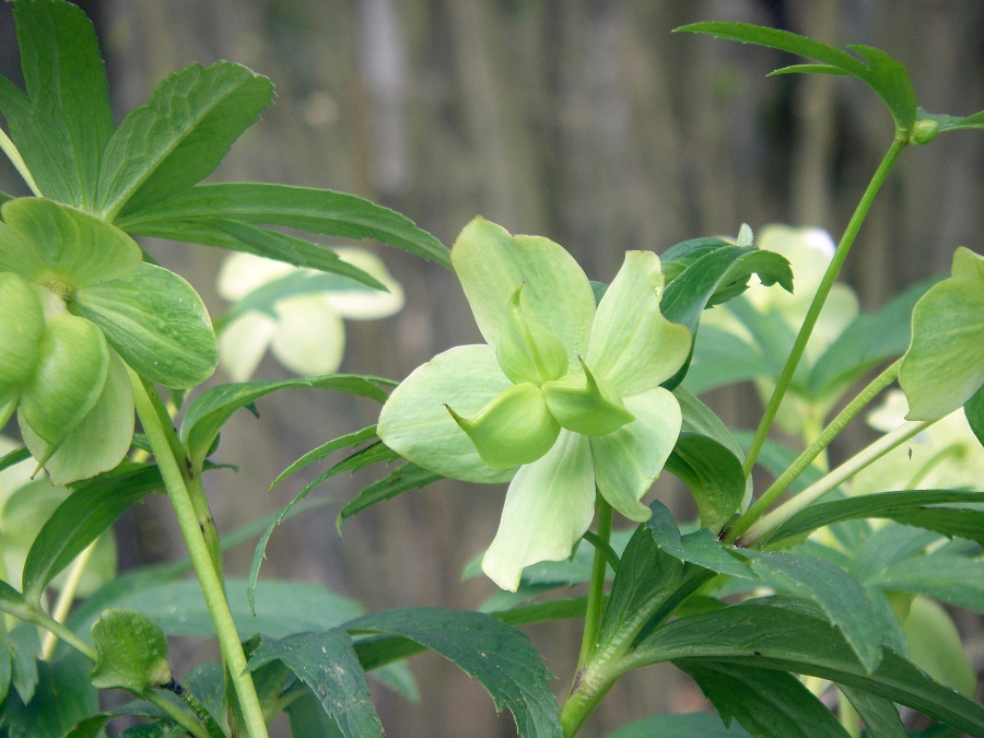 Изображение особи Helleborus viridis.