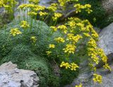 View full-size image Draba mollissima