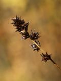 View full-size image Carex spicata