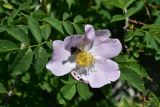 View full-size image genus Rosa