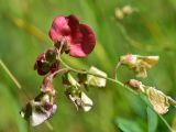 View full-size image Lathyrus miniatus