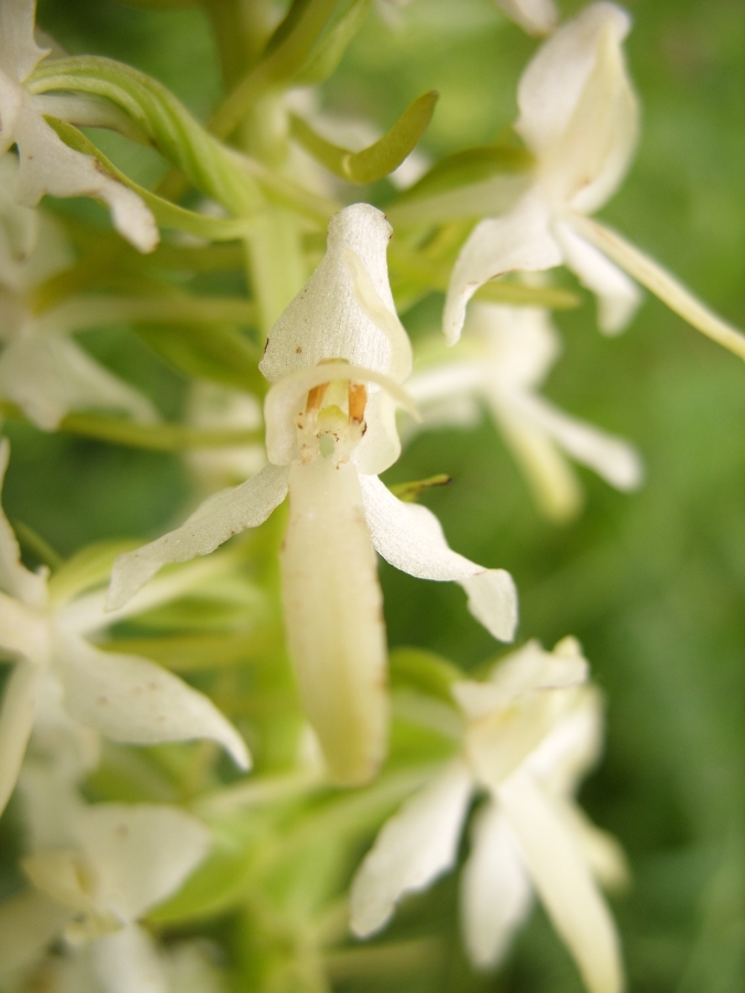 Изображение особи Platanthera bifolia.