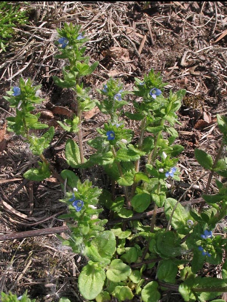 Image of Veronica arvensis specimen.