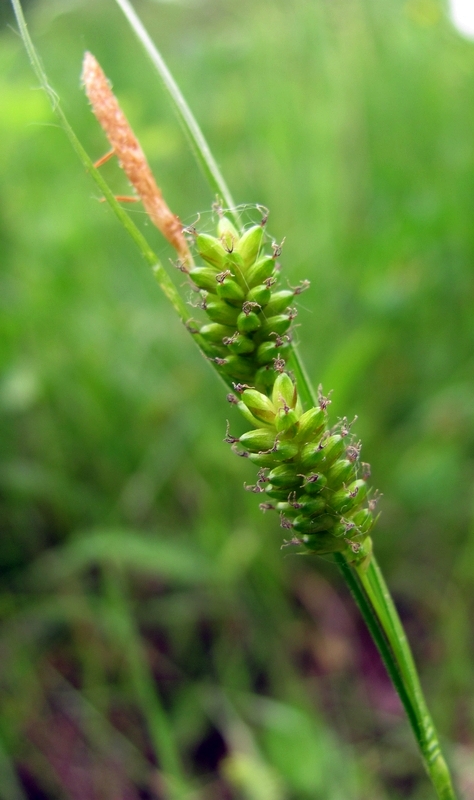 Image of Carex pallescens specimen.