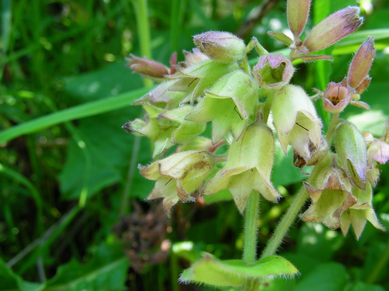 Image of Pulmonaria mollis specimen.