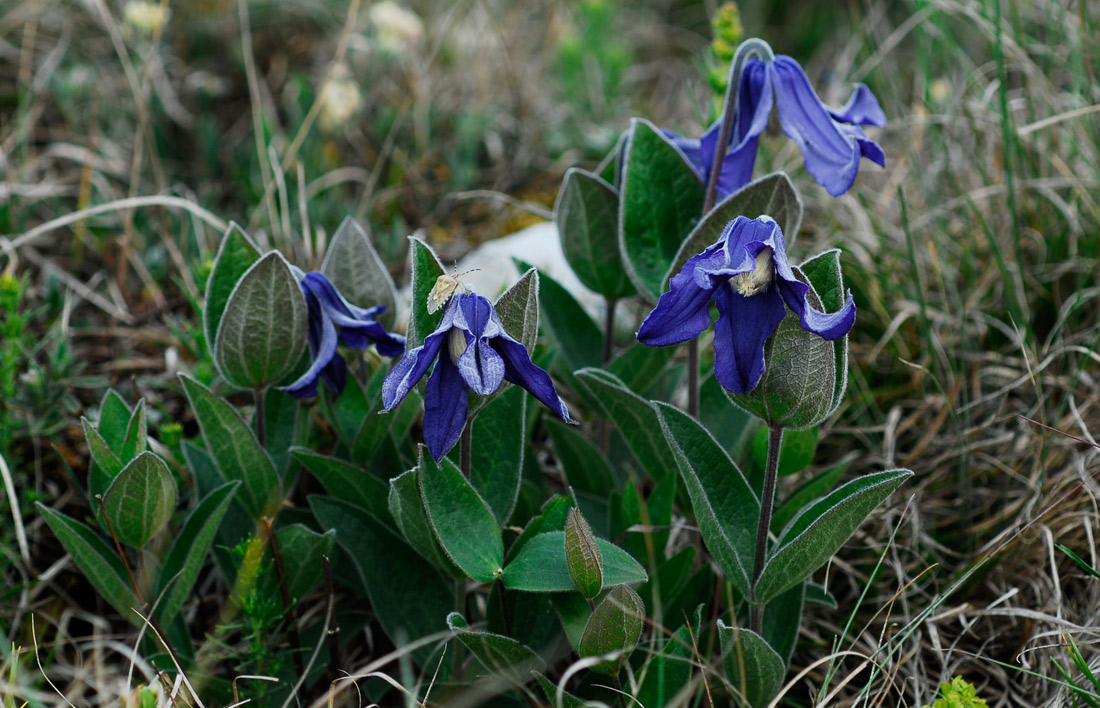 Image of Clematis integrifolia specimen.