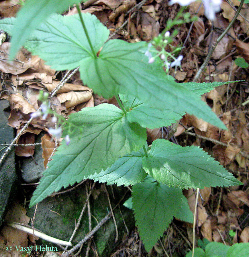 Image of Veronica urticifolia specimen.