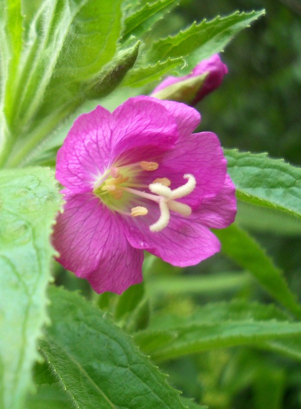 Изображение особи Epilobium hirsutum.