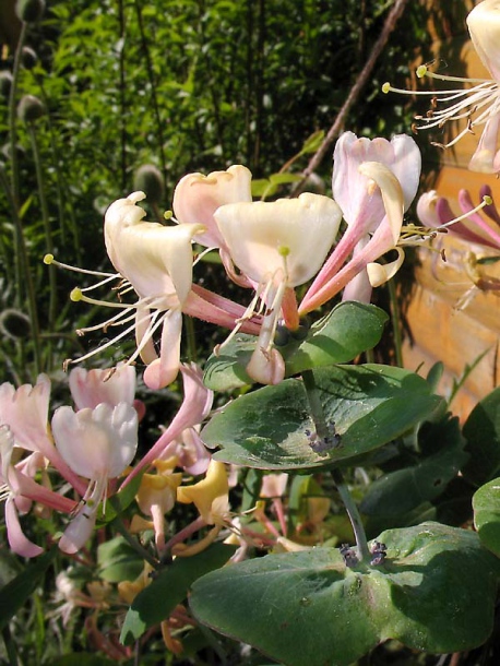 Image of Lonicera caprifolium specimen.