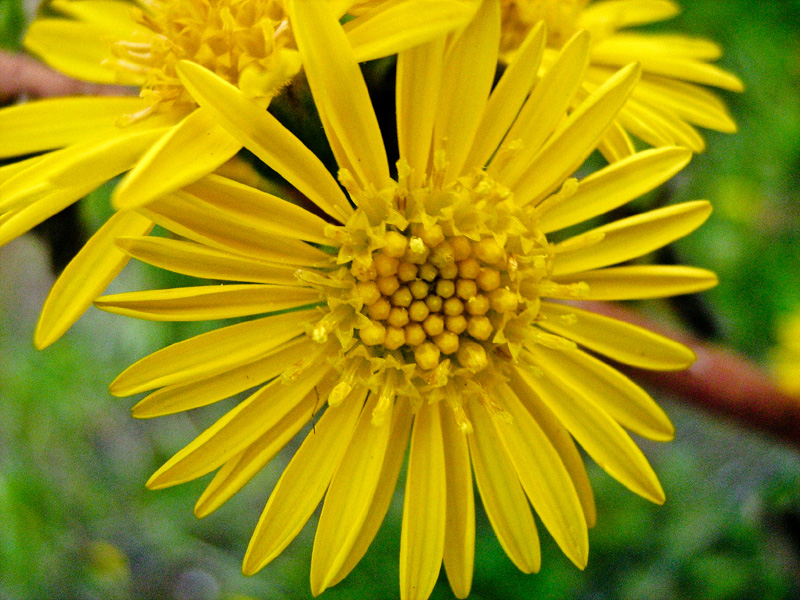 Image of Heterotheca subaxillaris specimen.