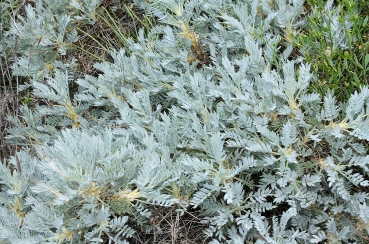 Image of Astragalus arnacanthoides specimen.