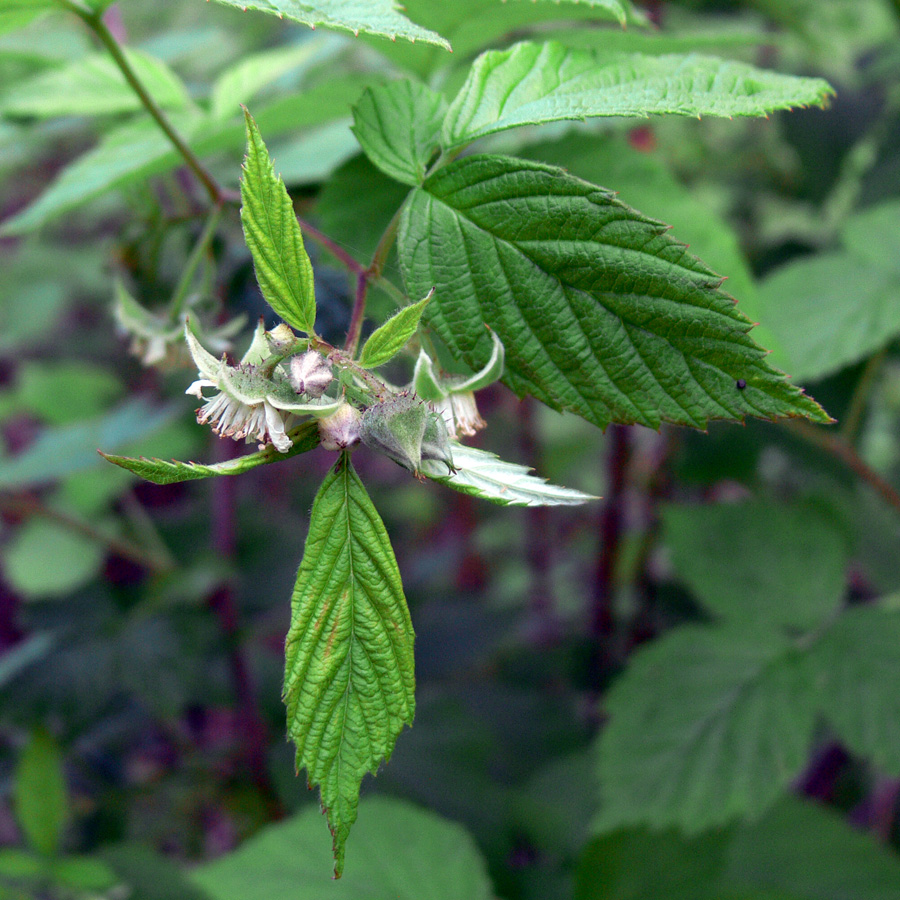 Image of Rubus idaeus specimen.