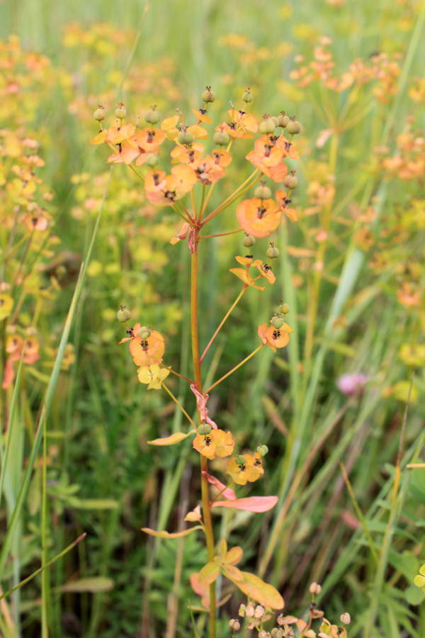 Image of Euphorbia esula specimen.