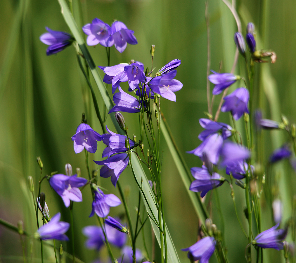 Image of Campanula rotundifolia specimen.