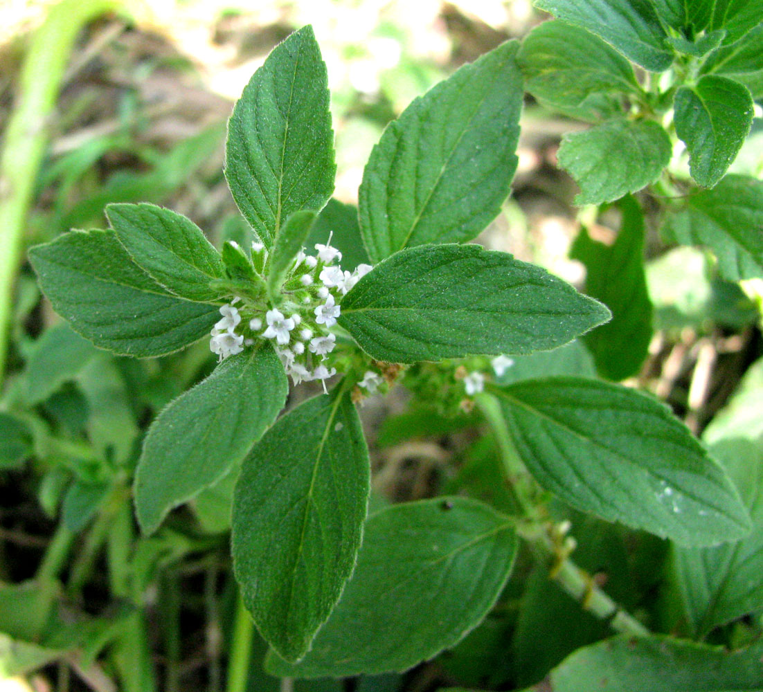 Image of Mentha arvensis specimen.